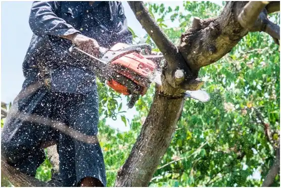 tree services Coyote Acres